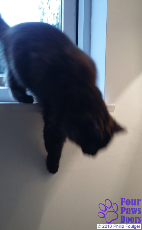 Cat comes in through open window
