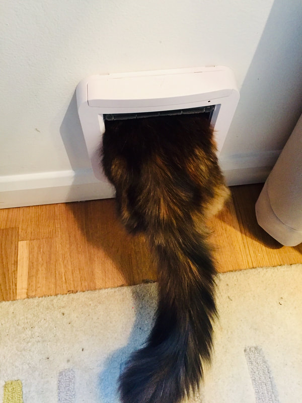 Cat using two cat flaps through wall